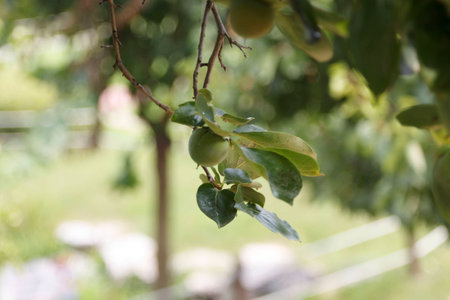 Persimmon on trees; Korea autumnの写真素材