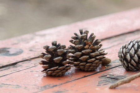 Pine Acorns on the table; Korea