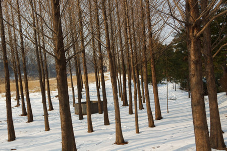 trees with snow in the parkの写真素材