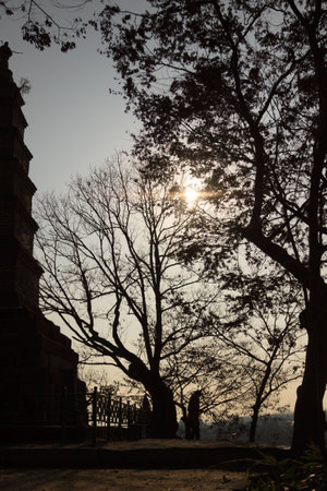 sunlight in the treesの写真素材