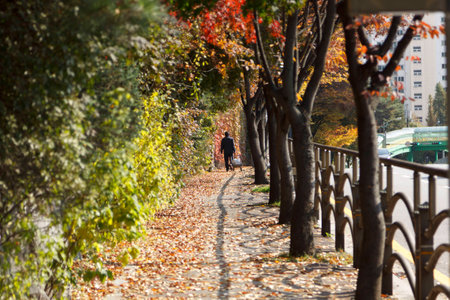 Korea autumn street with leaves.の写真素材