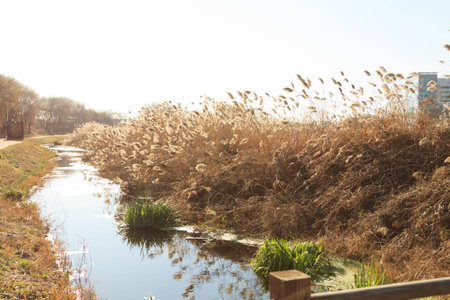 Reeds near the stream  Koreaの写真素材