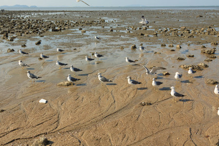 Seagulls on the beach, Korea west sea; winter.2015.の写真素材