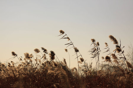Reeds on the hillの写真素材