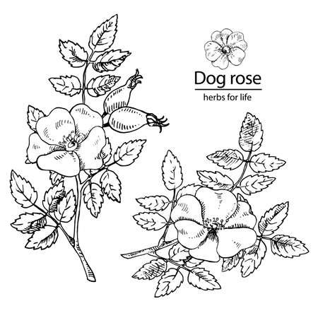 Hand drawn vector illustration set of dog rose. Engraved medicinal herb for cosmetics, medicine, treating, aromatherapy, package design healthcare.のイラスト素材