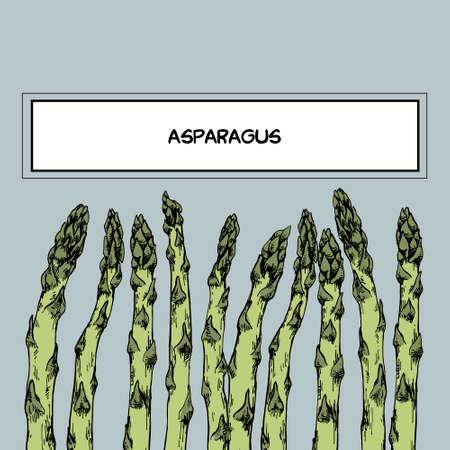 Hand drawn vector illustration of asparagus for diet, organic, vegetarian, green, package design.のイラスト素材