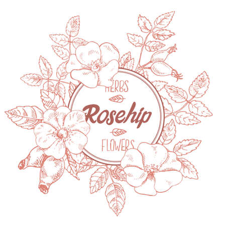 Hand drawn vector illustration of rosehip. Dog rose label lettering with space for textのイラスト素材