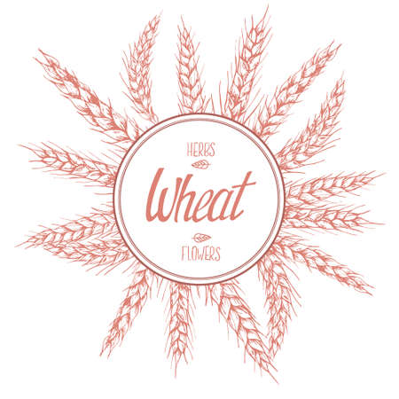 Hand drawn vector illustration of wheat stems. Label lettering with space for textのイラスト素材