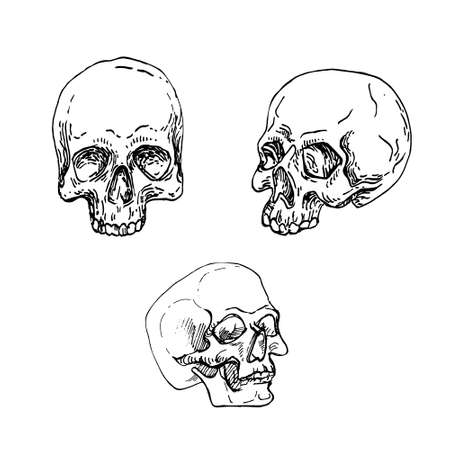 Hand drawn vector illustration of anatomical skulls. Magical outline clipart for logo, print, card, textil design. Alchemy, magic, esoteric, occult.のイラスト素材