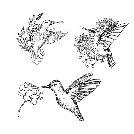 Hand drawn vector illustration of humming bird set with flowers. Natural outline clipart for print, card, textil designのイラスト素材