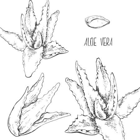 Hand drawn vector illustration aloe vera plant set. Isolated monochrome picture of succulet for design, packagingのイラスト素材