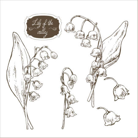 Hand drawn vector illustration of lily of the valley. Engraved herb for cosmetics, medicine, treating, aromatherapy, package design healthcare.のイラスト素材