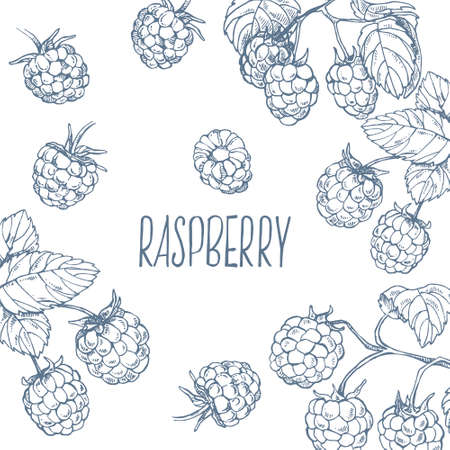 Hand drawn vector raspberries illustration with fruitのイラスト素材