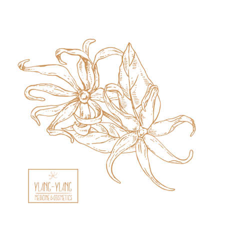 Hand drawn vector ylang ylang flowers illustrationのイラスト素材