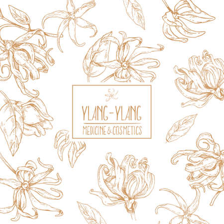 Hand drawn vector ylang ylang flowers illustrationのイラスト素材