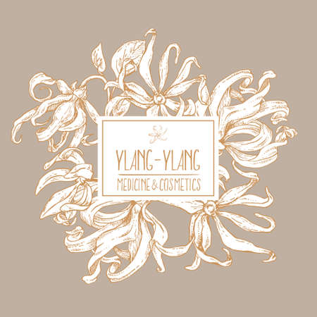 Hand drawn vector ylang ylang flowers illustrationのイラスト素材