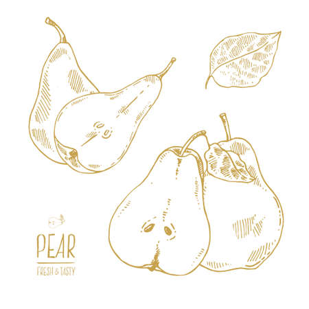 Hand drawn vector pears with leaves and signのイラスト素材