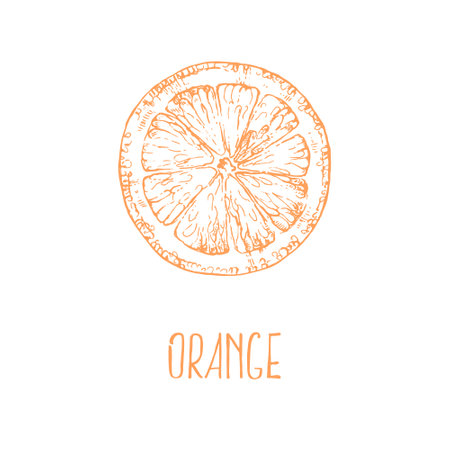 Hand drawn vector fresh orange summer fruitのイラスト素材