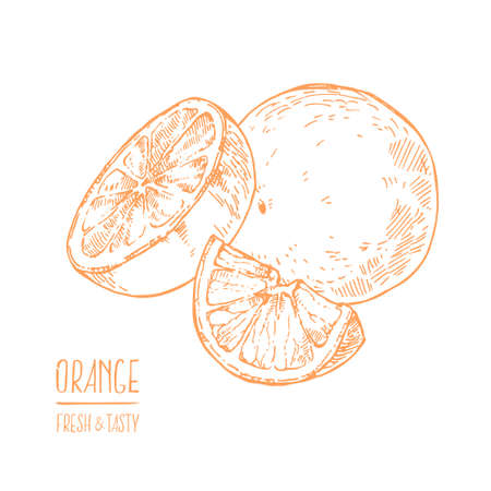 Hand drawn vector fresh orange summer fruitのイラスト素材