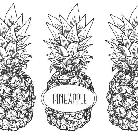Hand drawn vector tropical pinapple exotic fruitのイラスト素材