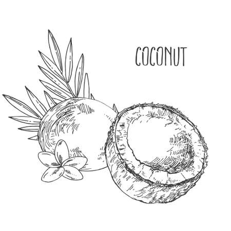 Hand drawn vector tropical coconut fruit nutsのイラスト素材
