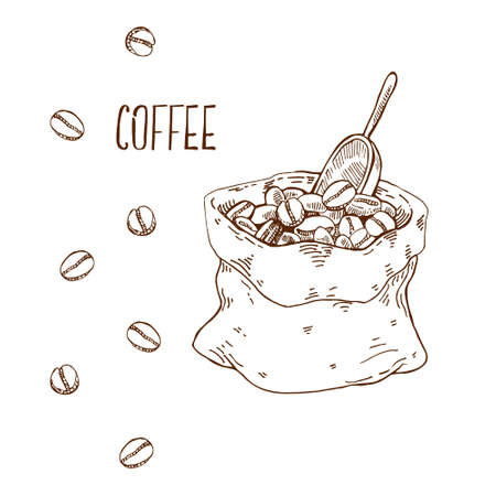 Hand drawn vector ripe coffee bean illustrationのイラスト素材