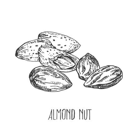 Hand drawn vector almond nut cores, shellのイラスト素材