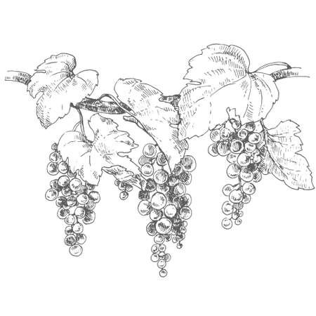 Hand drawn vector fresh grape vine imageのイラスト素材