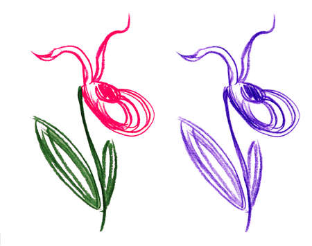 Raster illustration of a hand-drawn flower veneren shoshmachok, doodle style, color pencils, wild orchid flowers, imaginary drawing, on a white background.のイラスト素材