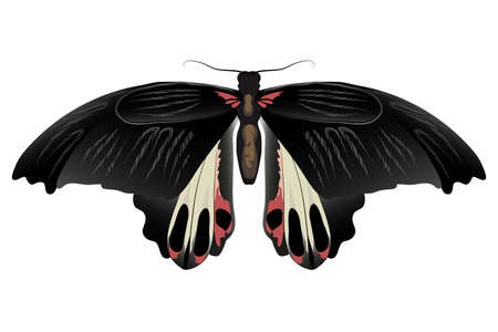 Vector drawing Orchard Swallowtail Butterfly, close-up, butterfly black with red spots, isolated on white background, print for decor.のイラスト素材