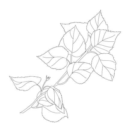 Sprig of birch with young leaves, outline drawing sketch, shoot with foliage. Black white isolated. Vector illustration on a spring theme.のイラスト素材