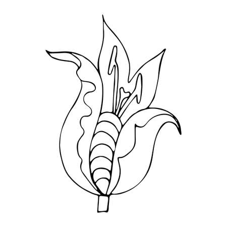 Vector exotic flower bud, outline hand-drawn doodle style, linear drawing, isolated on white backgroundのイラスト素材