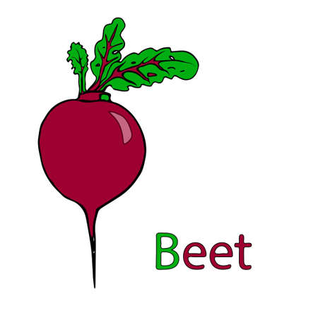 Beet. Educational material for the study of vegetables. A word on letter B. Cartoon outline of ther...