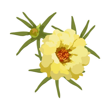 Yellow flower with leaves. Vector realistic Purslane flower, terry, close-up isolated on white background, print for garment decoration, scrapbook, design element for cards, fabric.のイラスト素材