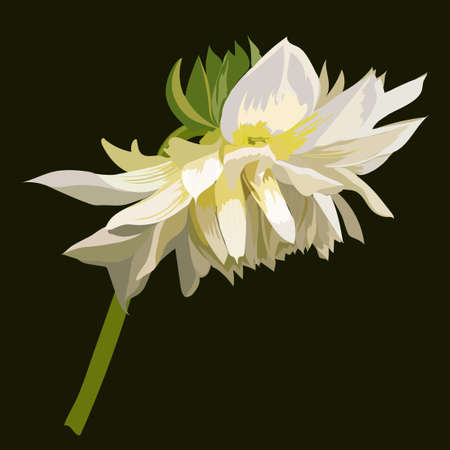 Dahlia flower is white, during blooming. Vector illustration.のイラスト素材