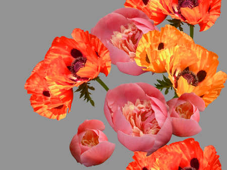 Seamless floral pattern with poppies and peonies on a neutral gray background.
