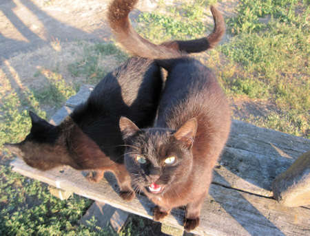 Two black domestic cats in March stand on a wooden gray bench, in nature. Posing meowing cat model....