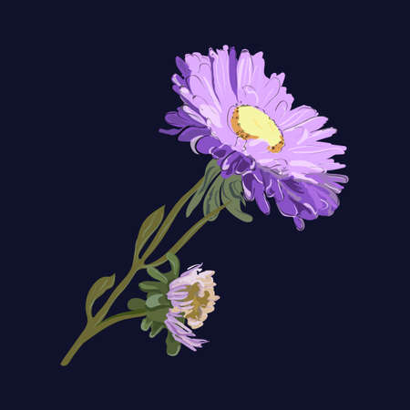 Blue aster on a dark blue background close-up with unblown inflorescence. Botany, flora.のイラスト素材