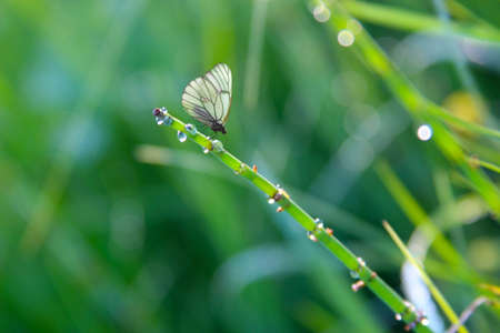 Natural textured yellow-green blurred background defocus, outdoors in the field after rain, water droplets on the horsetail plant, place for textのイラスト素材