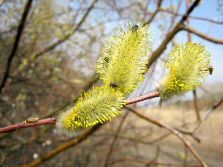Beautiful flowering willow close-up in yellow pollen in natural conditions in nature. Allergyの写真素材