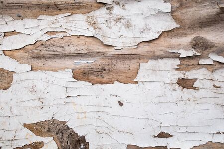 natural wood texture close up