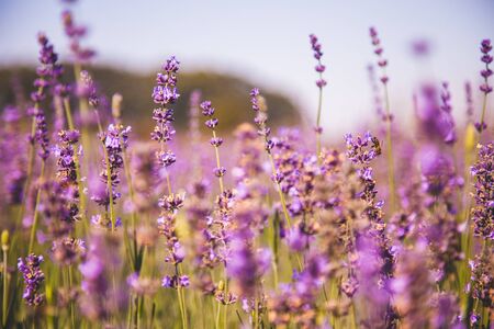 field of purple colored lavender angustifolia plant in summer afternoonの写真素材