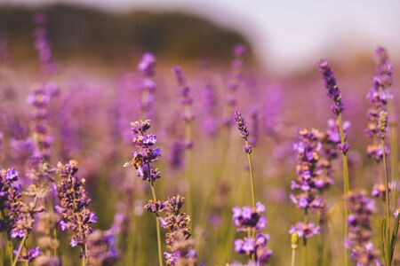 field of purple colored lavender angustifolia plant in summer afternoonの写真素材