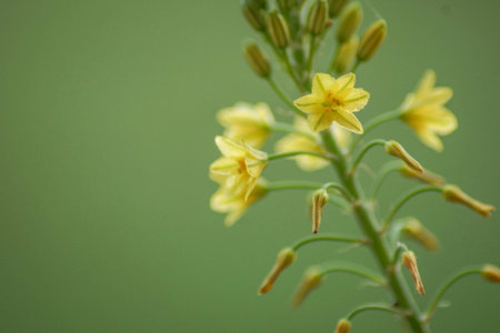 Close up Flower Bloomの写真素材