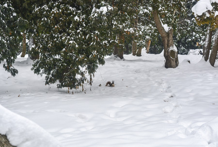 Squirrel in winter city parkの写真素材