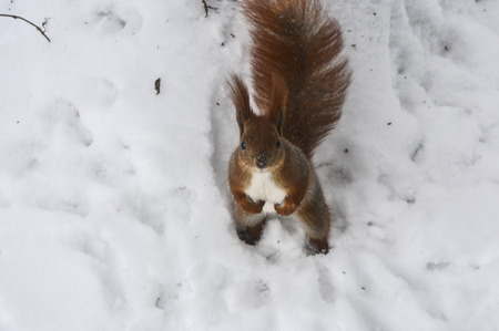 Squirrel in winter city parkの写真素材