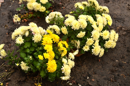 Flowers chrysanthemumの写真素材
