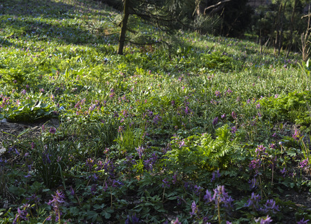 spring flowers bloom in a city parkの写真素材