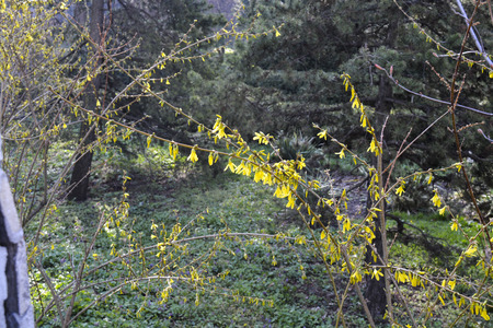 flowering shrubsの写真素材