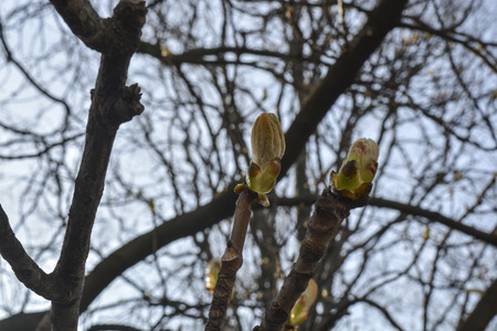 dissolve the chestnut treeの写真素材